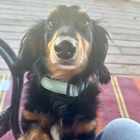 💕I’M LIVE💕 Like Listing to Get Notified! - Picture 6 of 9